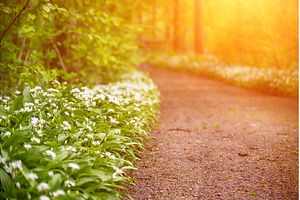 Stunning spring beech forest scene, a Nature Photo by Nature and travel