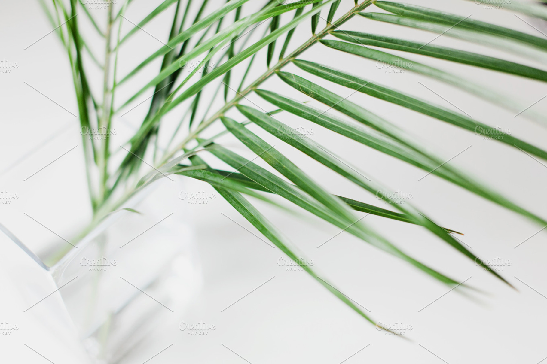 Palm Leaves Abstract, an Abstract Photo by Light & Grace
