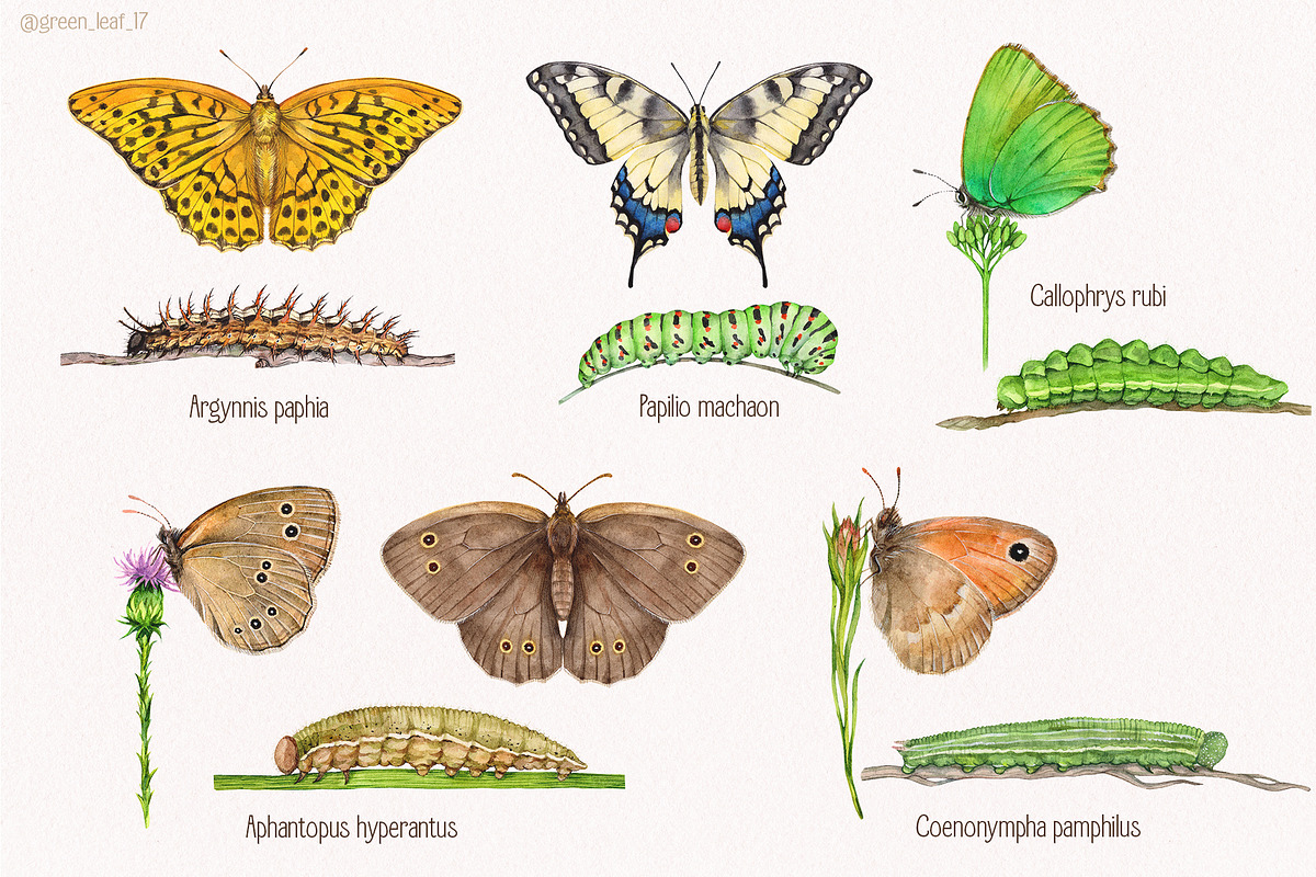 Watercolor butterflies, an Illustration by Green_leaf_17 (Photo 3 of 6)