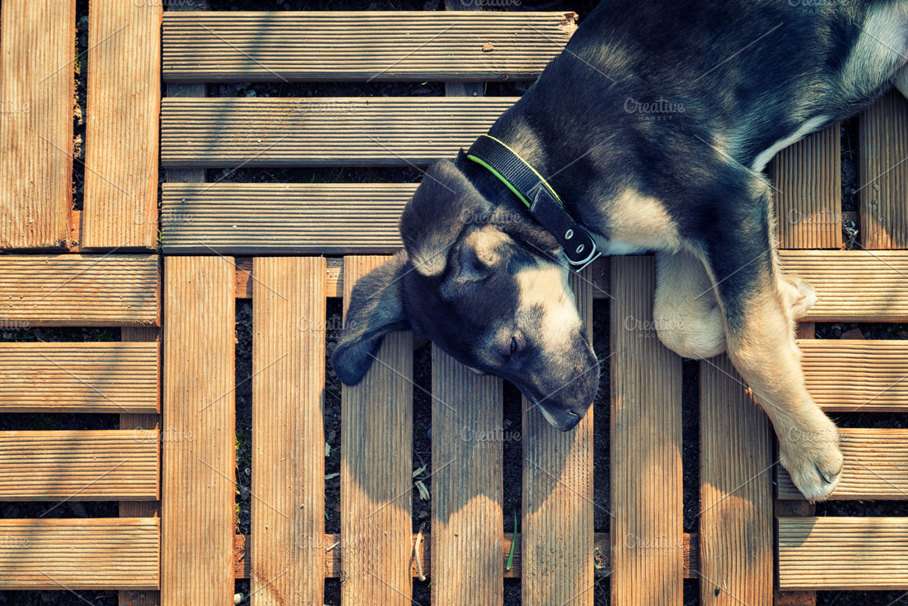 Puppy dog sleeping, an Animal Photo by Giordano Aita Graphics