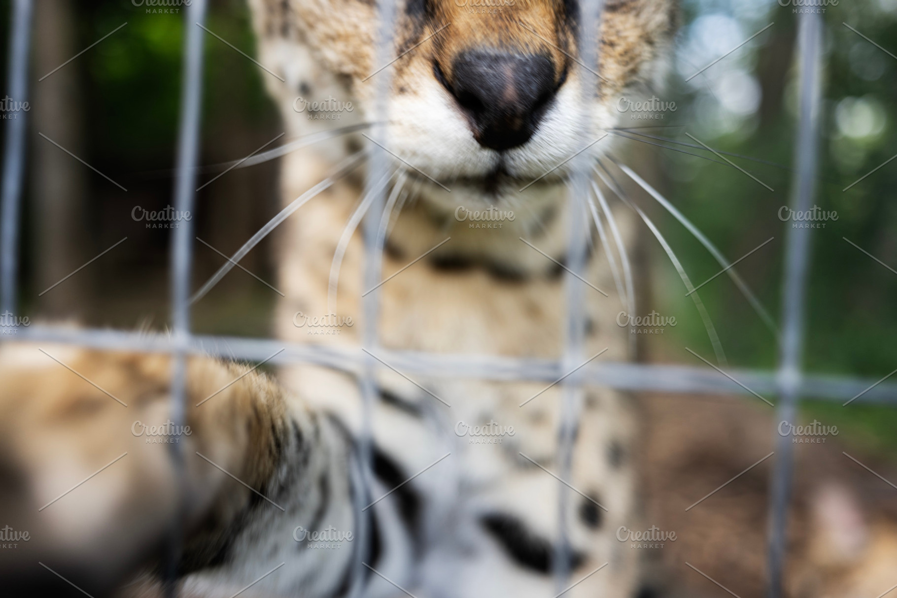 Close encounter of a wild feline through a wire fence in nature, a Photo by AS photostudio