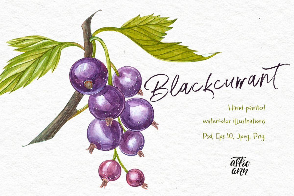 Blackcurrant in botanical style, an Illustration by Ann Astro (Photo 2 of 7)