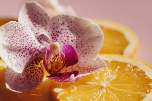 Orchid on citrus slices, a Photo by Beautiful things
