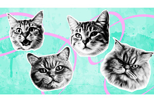 Cat heads collage elements for