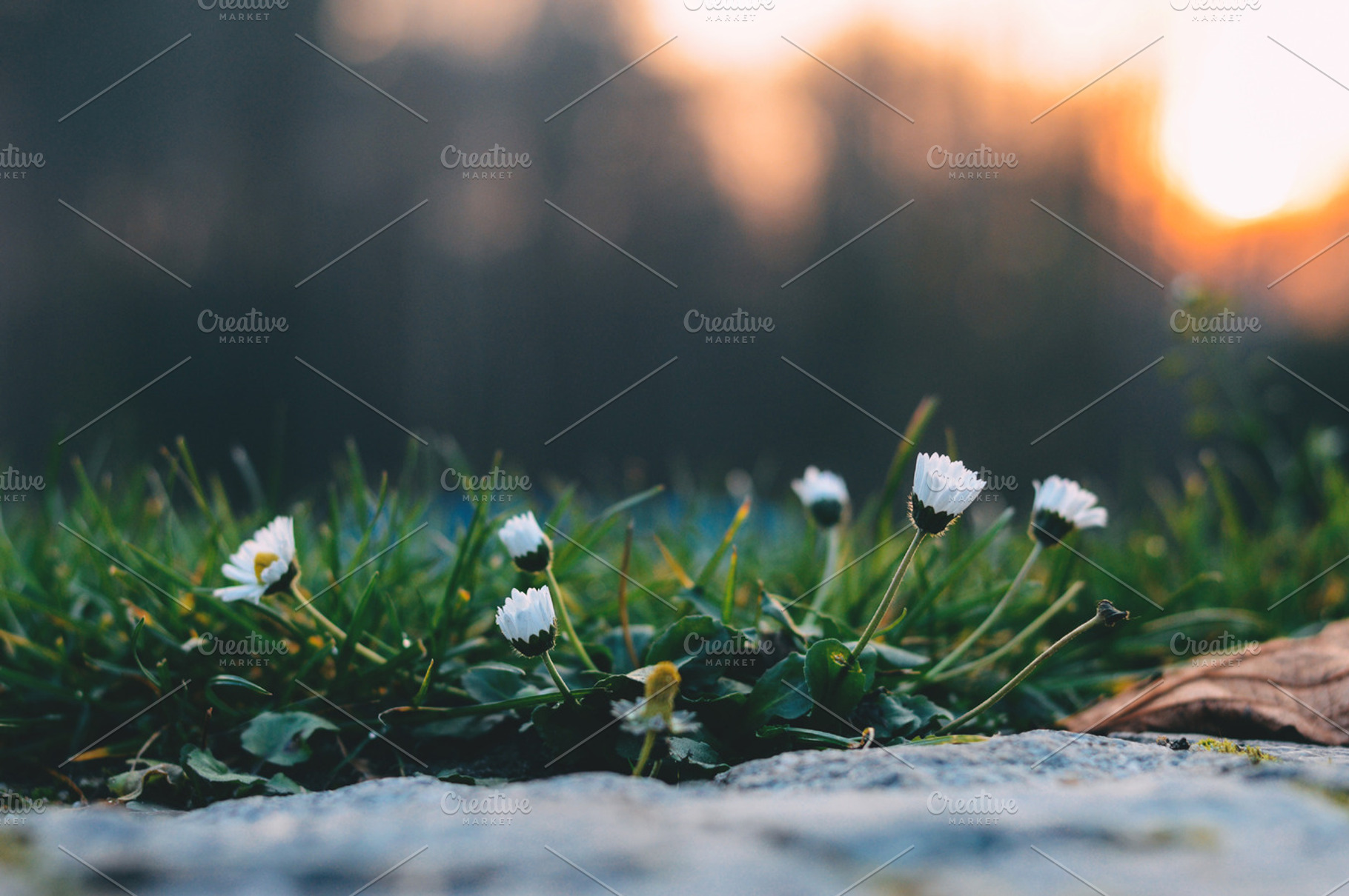 Flowers stock photograph, a Nature Photo by Lukasz Oslizlo