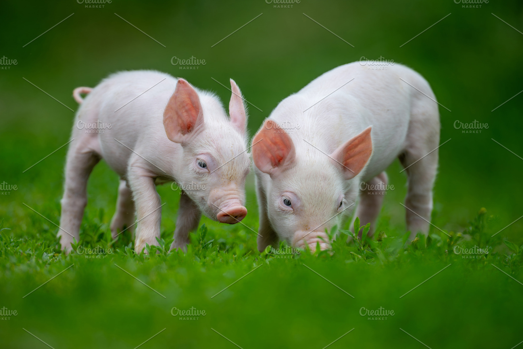Two adorable pink piglets exploring a lush green grassy field, an Animal Photo by Byrdyak