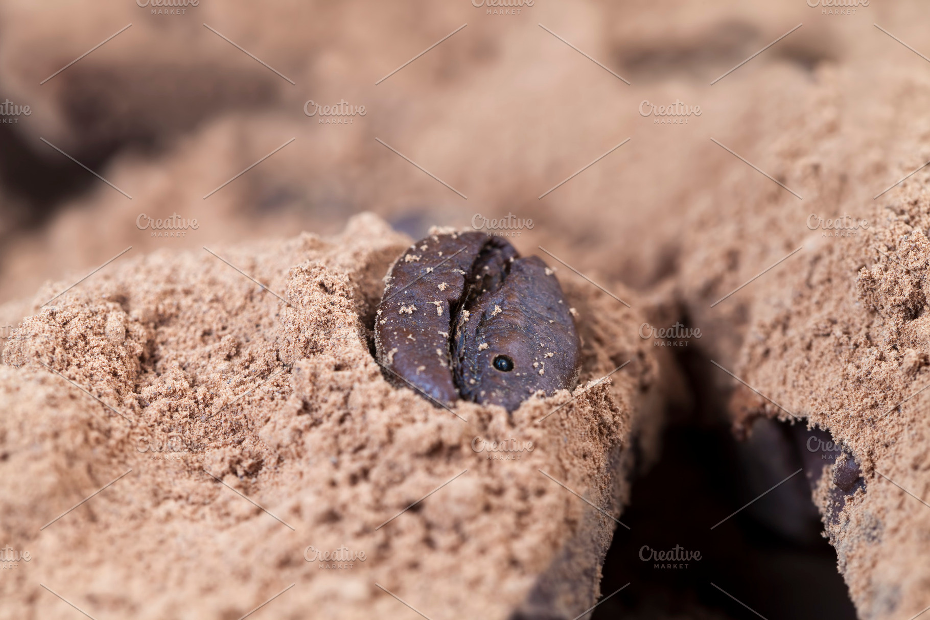 divided into pieces a piece of chocolate from cocoa, a Photo by MyPhotos
