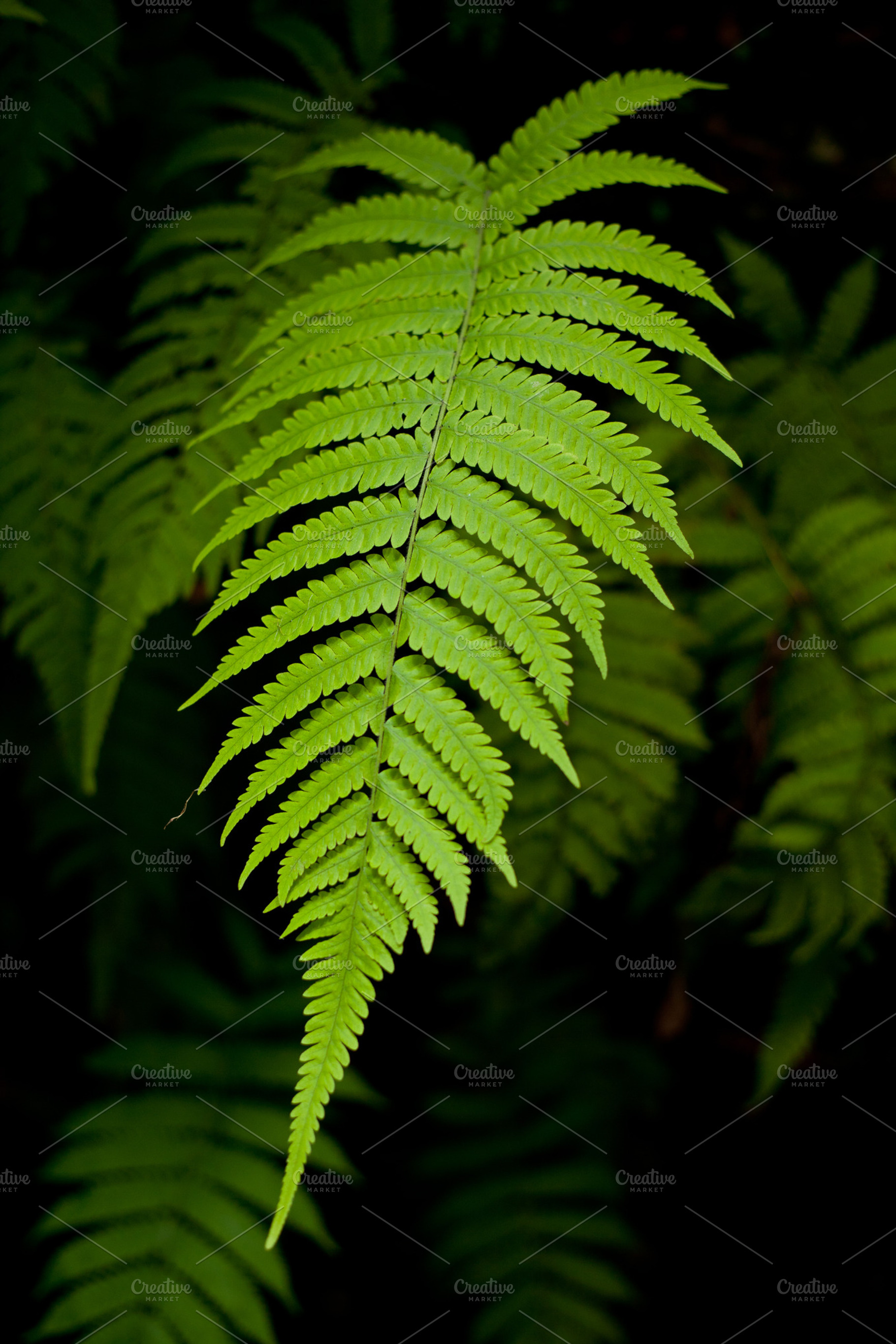 Fern leaves., a Nature Photo by a454