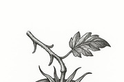 20 Botanical Vegetables Vintage Ink, a Food Illustration by Virgo Studio (Thumbnail 2 of 8)