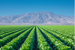 California's organic farm land, a Nature Photo by ZinetroN