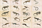 Complete Natural History of Reptiles, an Animal Illustration by Dene Studios (Thumbnail 7 of 11)