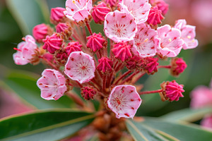 Close-up of pink flowering plant, a Nature Photo by AlyaAnd