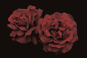 Elegant Floral Photoshop Brushes, a Brush Add-On by Milka (Thumbnail 7 of 10)