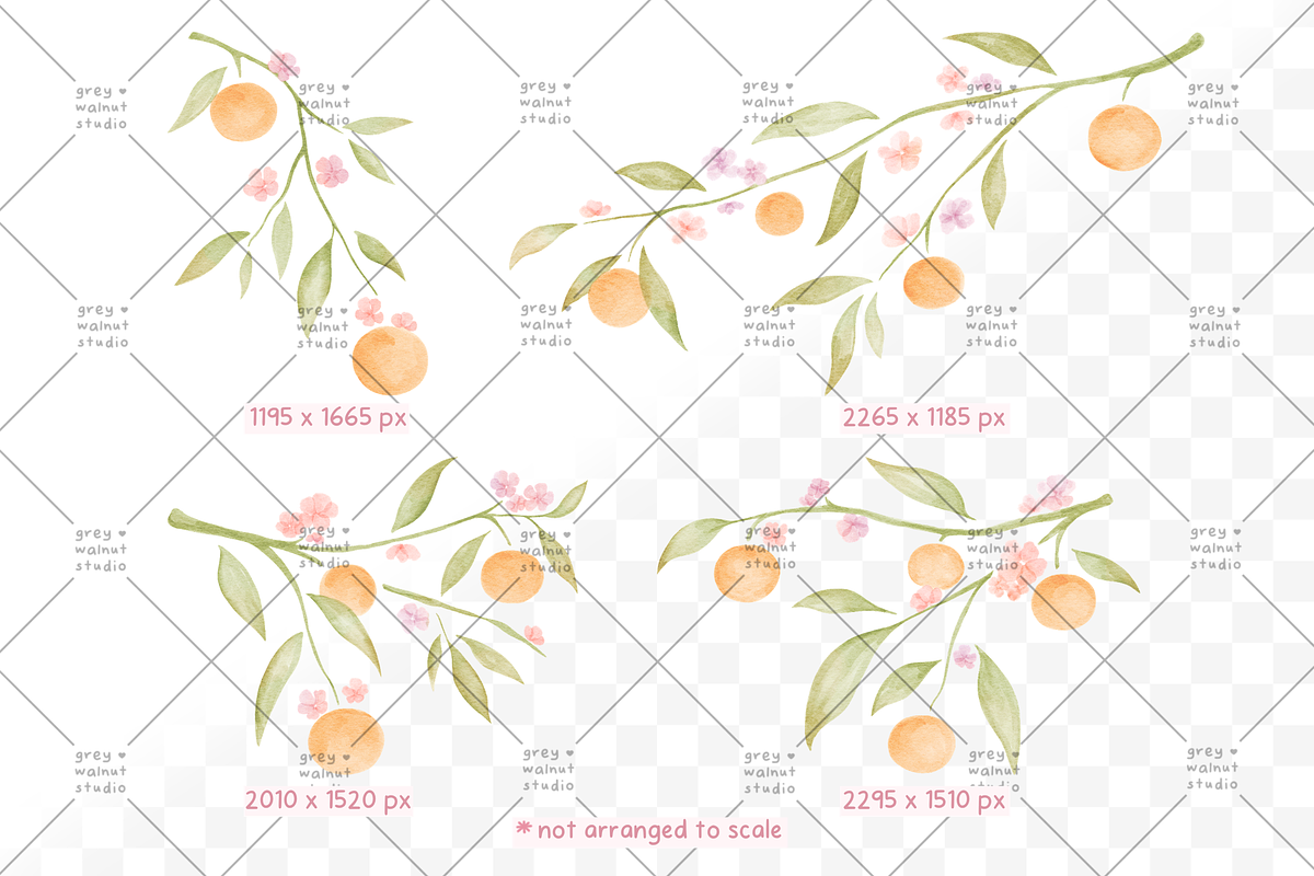 Clementine Clipart, a Decorative Illustration by greywalnutstudio (Photo 2 of 4)