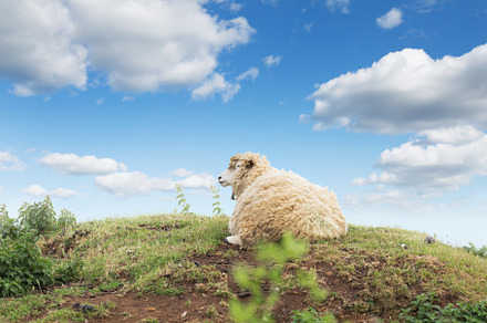 Idillic landscape with sheep lambs featuring sheep, farm, and lamb