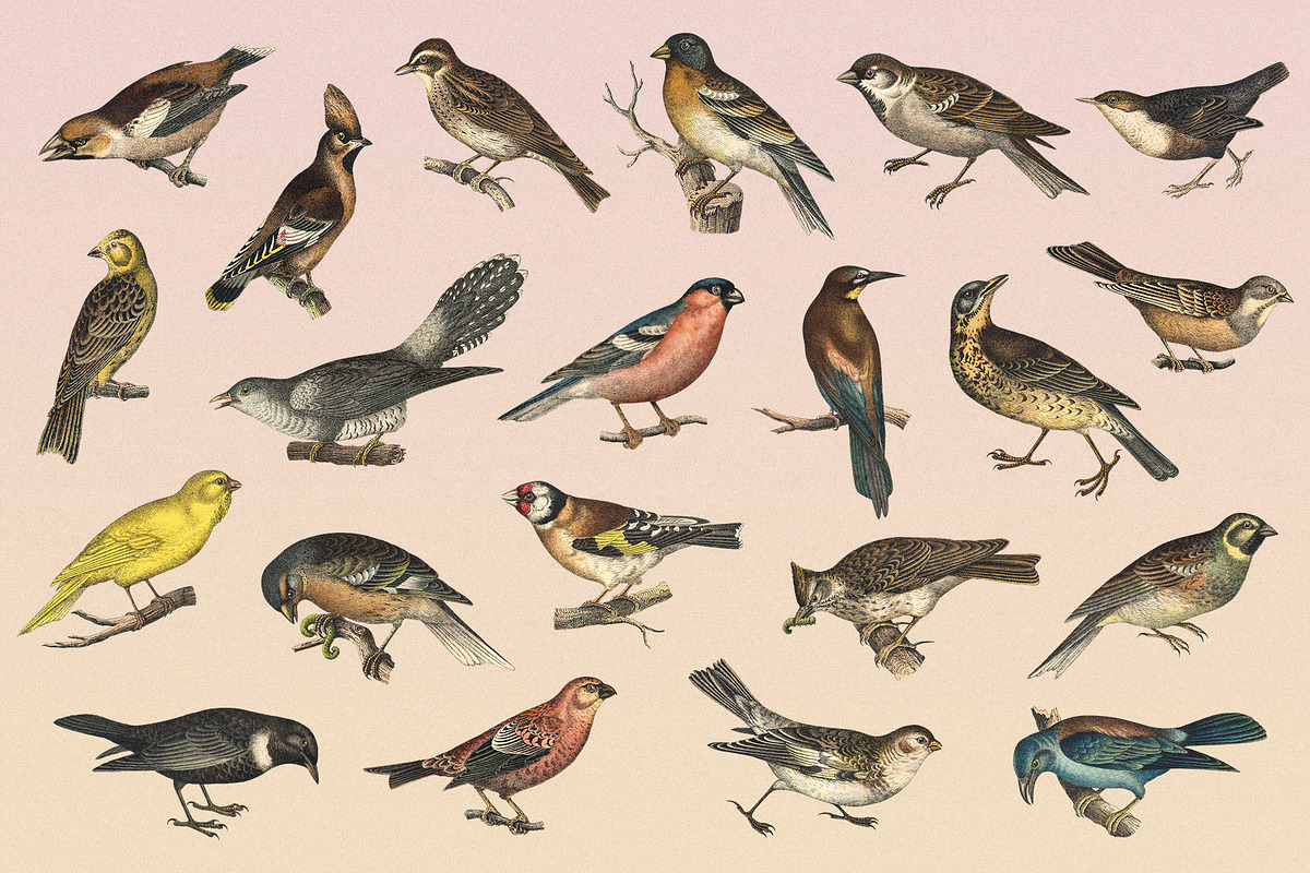 122 Vintage Illustrations of Birds, an Animal Illustration by Graphic Goods (Photo 7 of 14)
