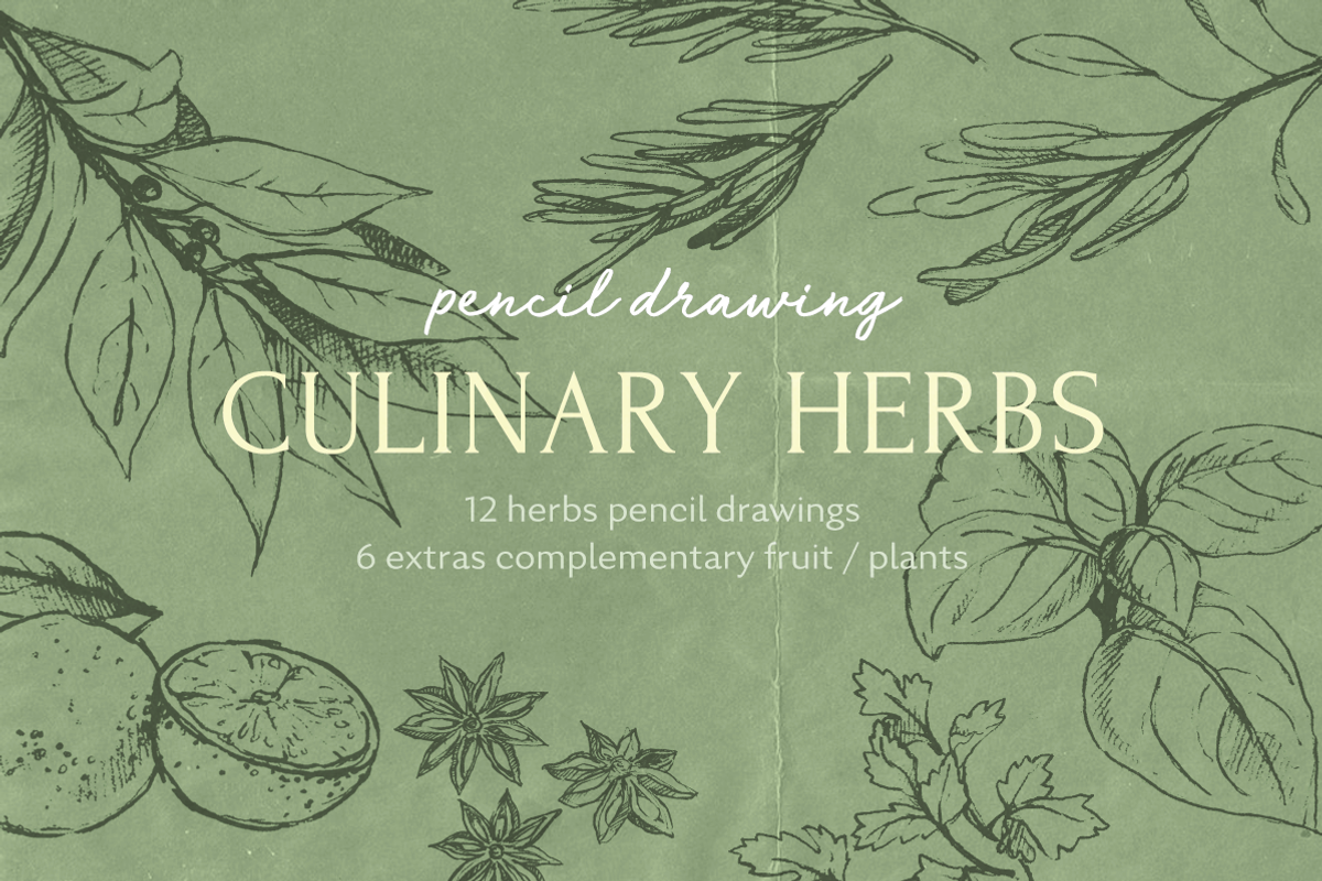 Pencil Drawing Culinary Herbs, an Illustration by elpple (Photo 1 of 6)