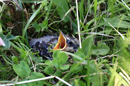 Nestling bird in the grass. Yellow-beaked nestling starling sits in the grass a, an Animal Photo by sabyna75