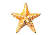 Watercolor Summer Starfish Clipart, an Illustration by DreamPrint404 (Thumbnail 5 of 6)