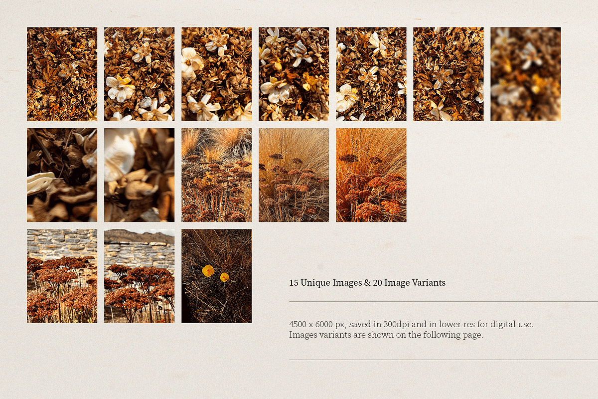 Harvest Rituals | Autumn Images, a Background Photo by bron.alexander (Photo 9 of 12)