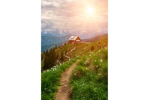Mountain landscape with daffodil