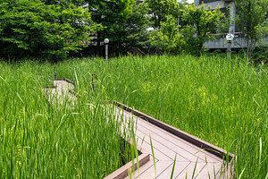 Wooden walkway through tall grass in Tennoji Park, Osaka, an Architecture Photo by GoodGoods