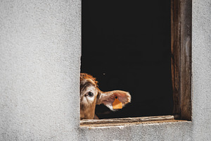 Cow peeking through window hole, an Animal Photo by SkyNext