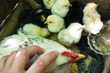 Hand gently petting a hen surrounded by fluffy chicks in a wooden crate, a Photo by AS photostudio