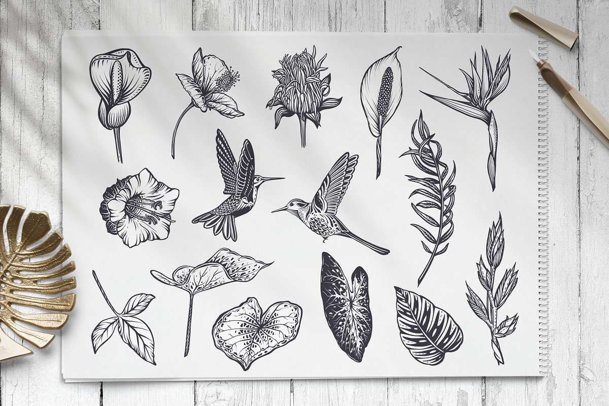 Tropical nature vector set, an Animal Illustration by Molly art (Photo 2 of 15)