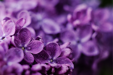 Close up picture Purple Lilac, a Nature Photo by JeanBet