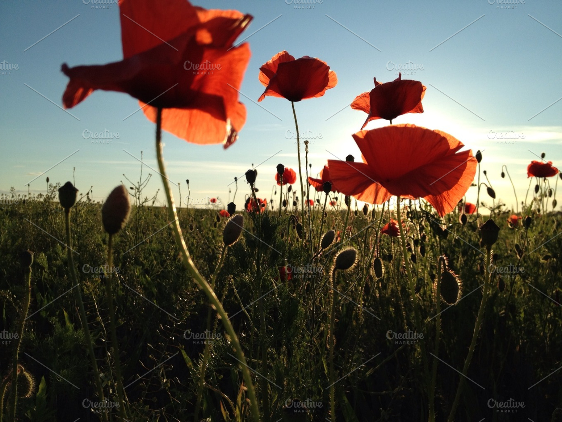 Poppy Sunset
