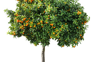 Tangerine tree isolated, a Nature Photo by Volff