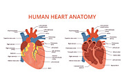 Flat human heart anatomy. Medical, an Object Illustration by YummyBuum (Thumbnail 1 of 3)