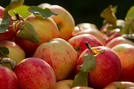 Apples Featuring Apple Garden And Fruit preview 4