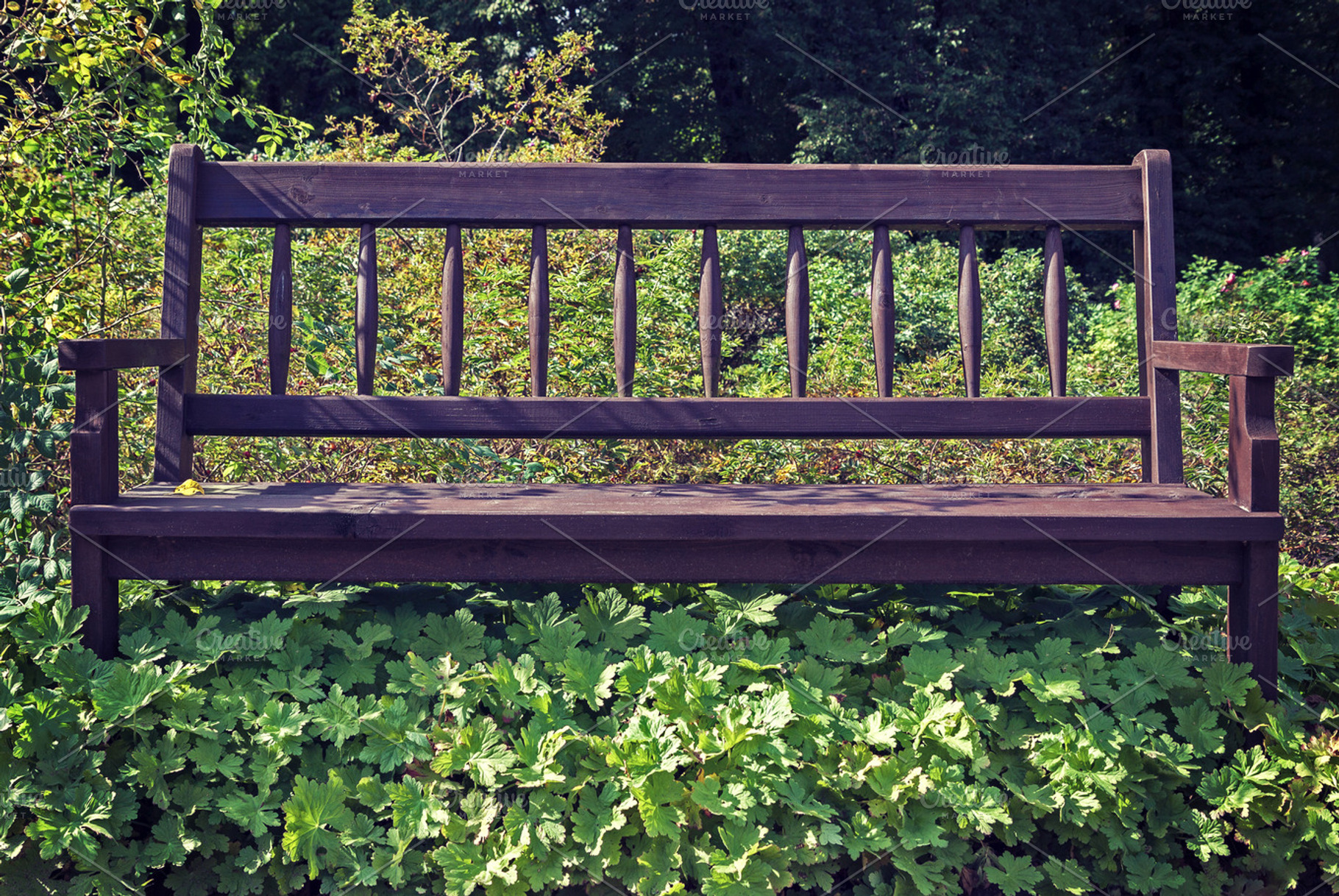 Bench overgrown with weeds, a Nature Photo by BOOCYS