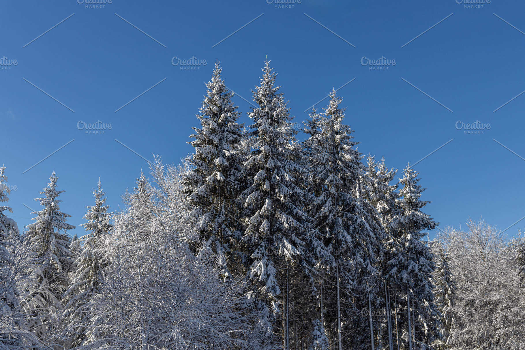 Pine forest in winter in the snow at, a Nature Photo by Photo Kaminski