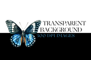 Watercolor Butterfly Species Clipart, an Animal Illustration by BrushstrokeArtGB (Thumbnail 7 of 9)