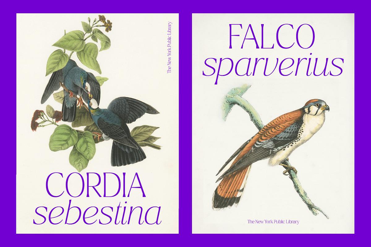 Ragmont Serif, a Serif Font by Megatype (Photo 7 of 15)