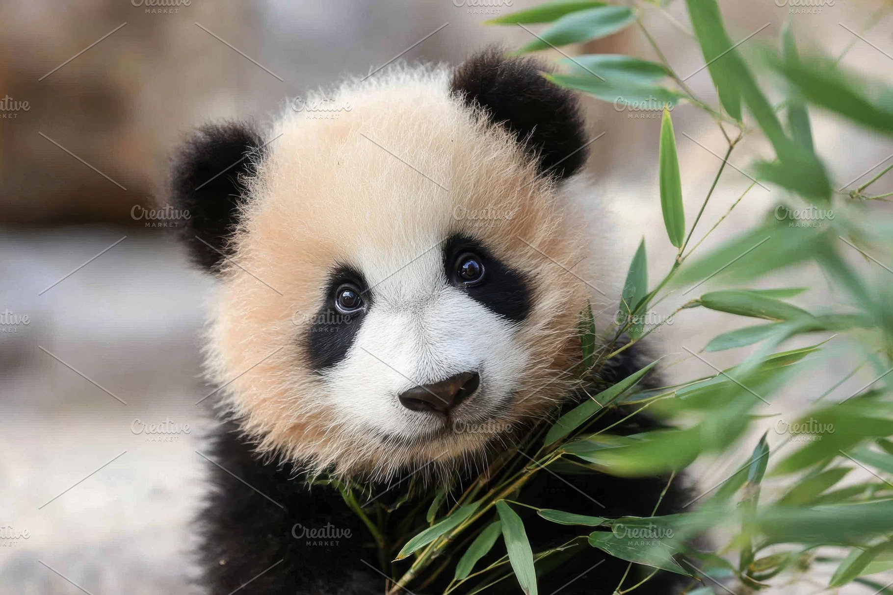Adorable panda cub among bamboo leaves, an Animal Photo by AlyaAnd