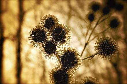 Iced Thistle