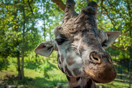 giraffe portrait, an Animal Photo by Kermode Photo