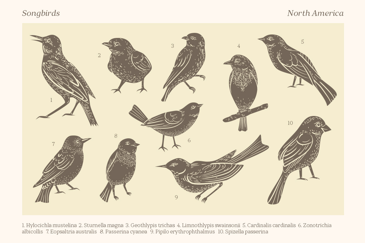 Songbirds graphic collection, a Decorative Illustration by Piñata (Photo 2 of 10)