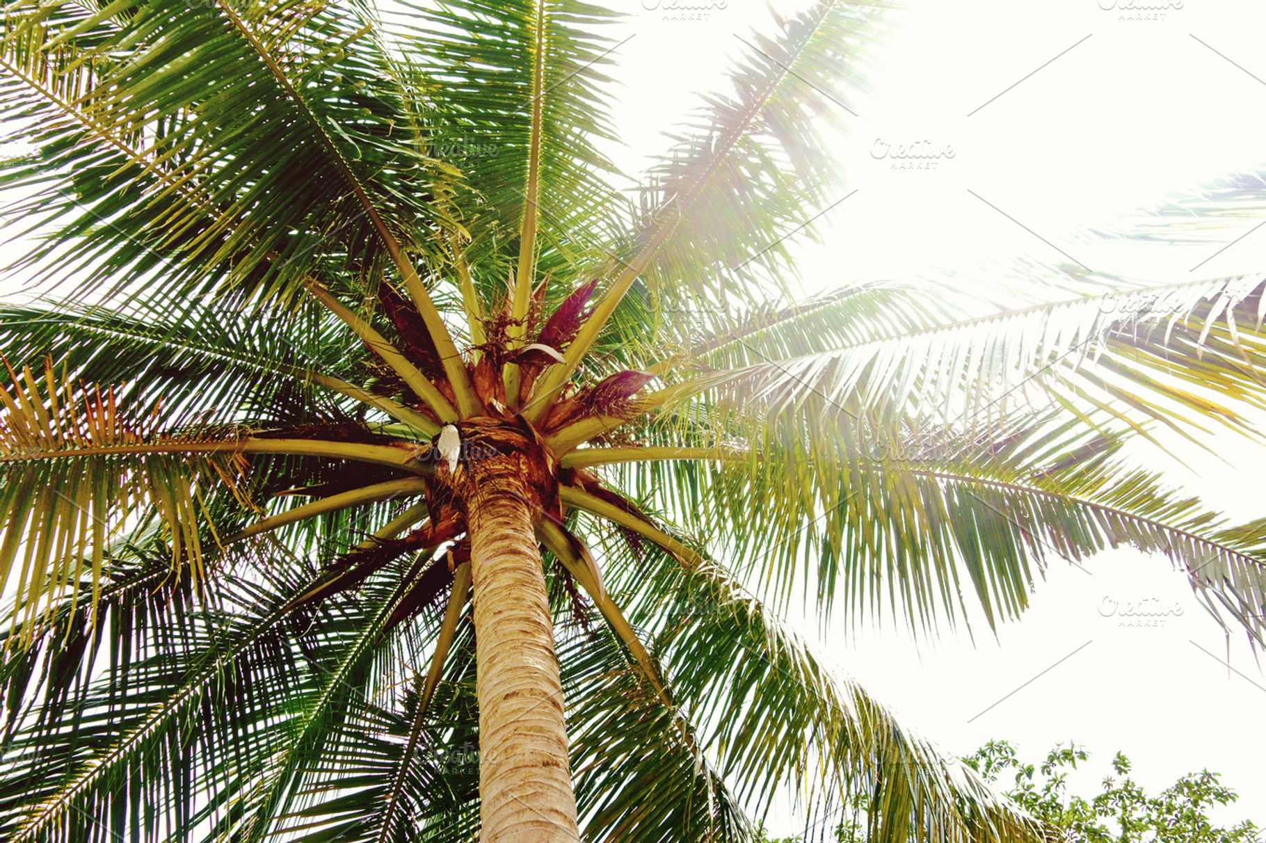 Palm tree stock photo containing palm tree and tree