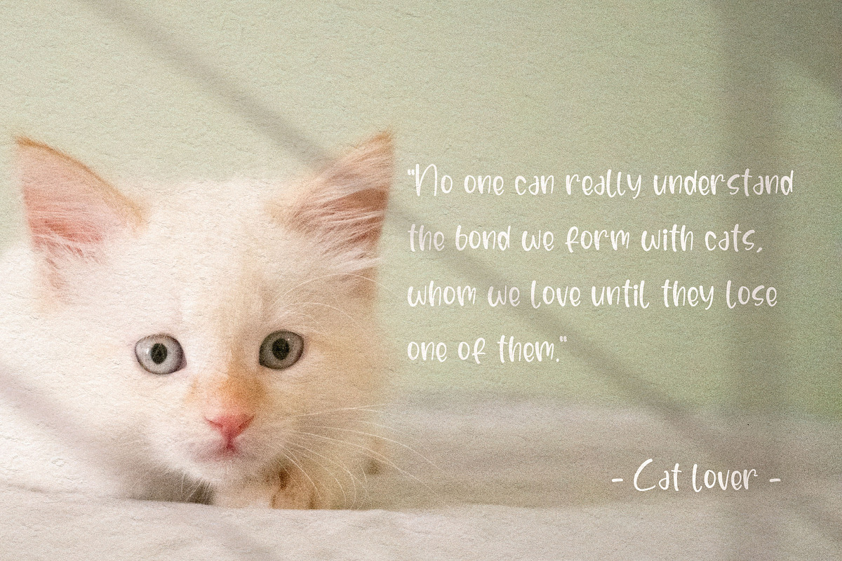 Sanello Cutte, a Handwritten Font by Integritype Studio (Photo 12 of 15)