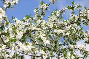 Plum tree blossoms, a Nature Photo by BOOCYS