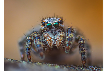 A Close-up picture of a Jumping