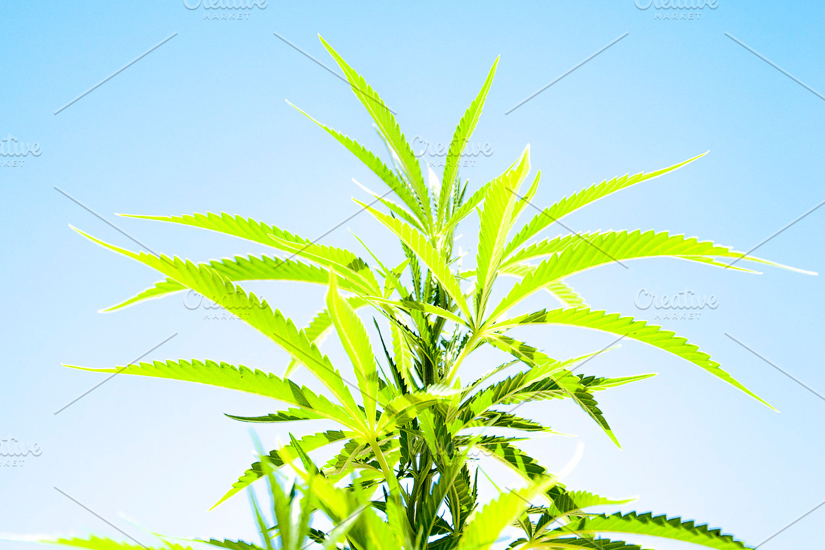 Marijuana Sativa Strain Stock Bundle, a Nature Photo by r.r.palacios (Photo 5 of 6)