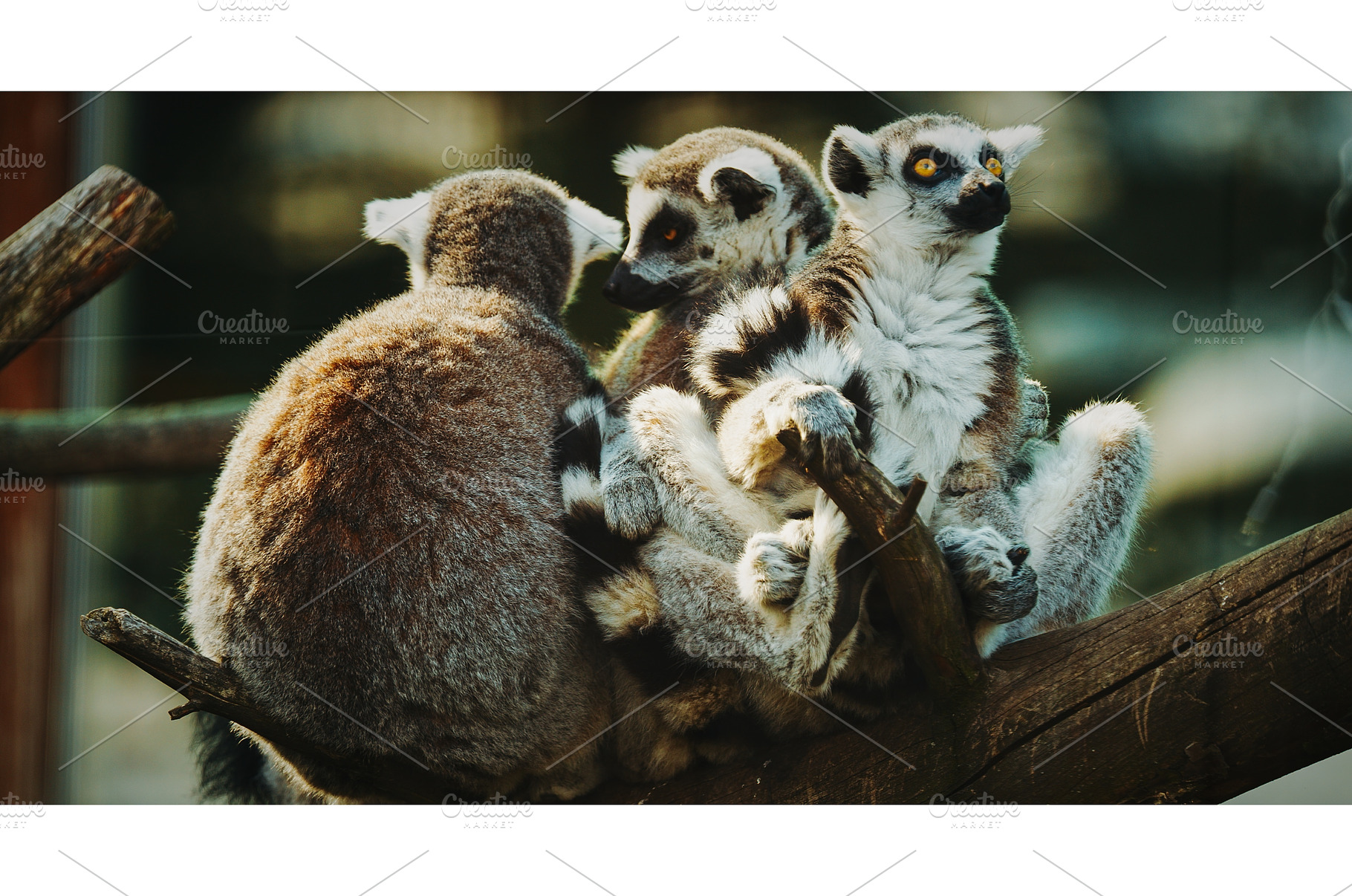 Lemurs Posing in Charming Tree, an Animal Photo by Our Amazing World