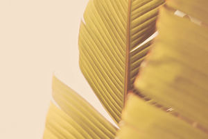 Palm leaves stock photo containing close up and sky