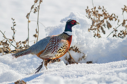 Ring Necked Pheasant 1500x1000px